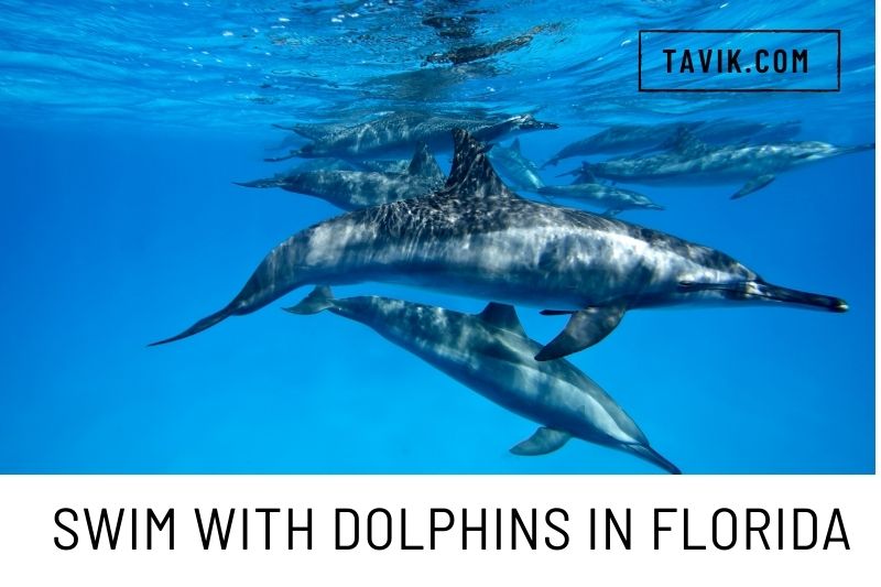 15+ Best Places To Swim With Dolphins In Florida 2022