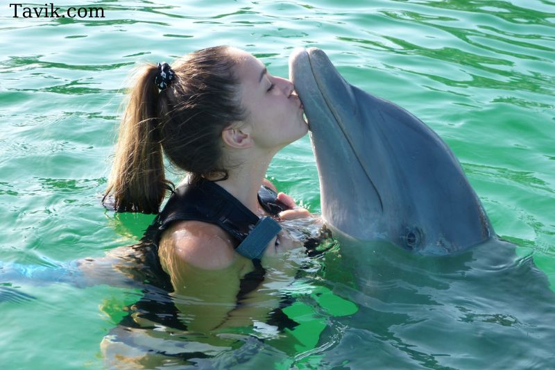 Best Places To Swim With Dolphins In Florida