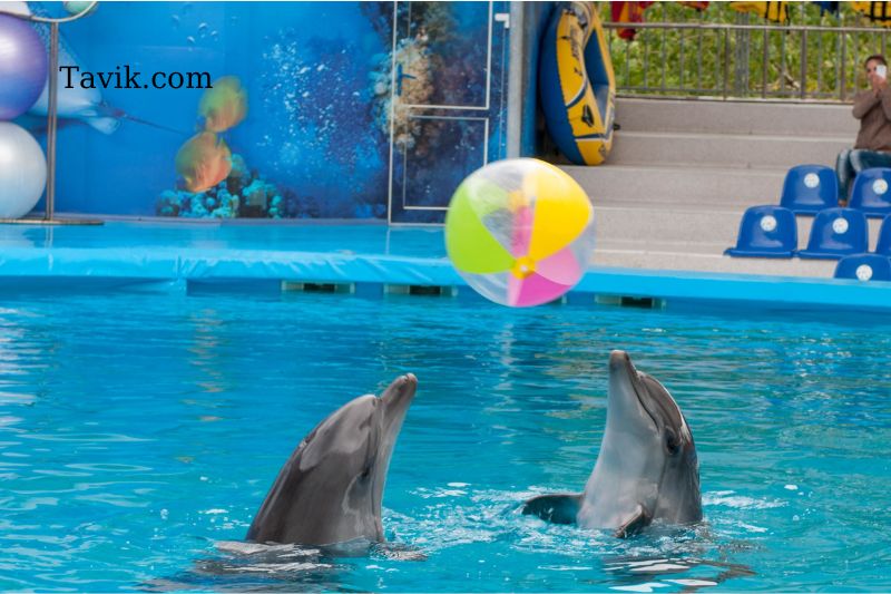 Tips To Enhance Your Dolphin Experience